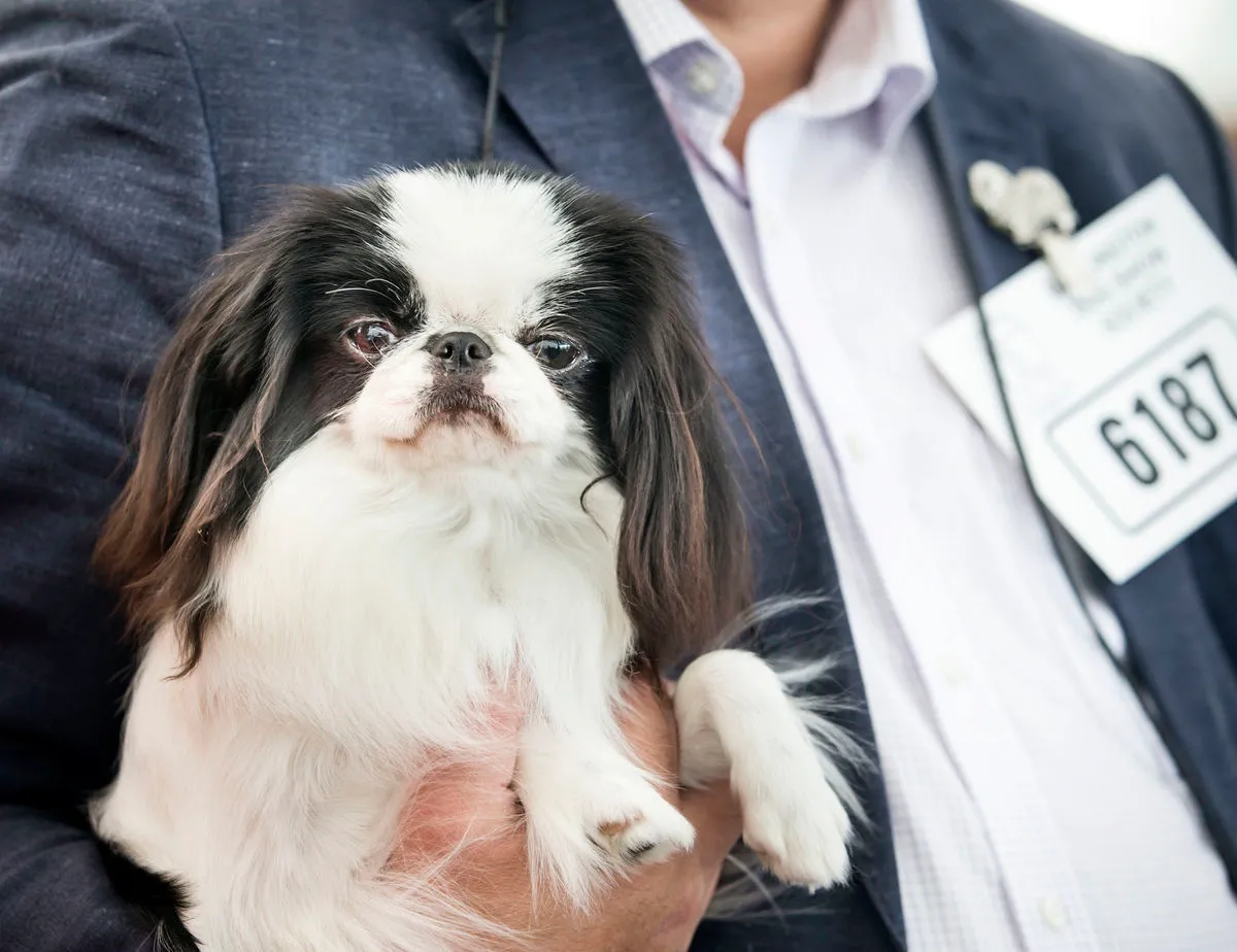 Owner holds a Japanese Chin during the Darlington Dog Society Annual Show