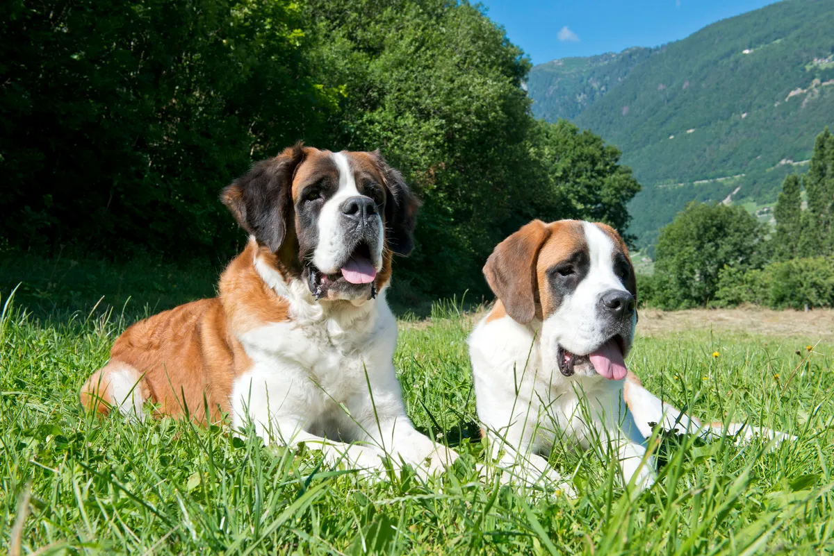 Two Saint Bernards sit in the grass in Switzerland.