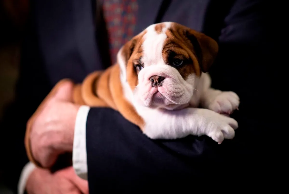 Six-week-old English Bulldog, Annie looks on at the American Kennel Club's Museum of the Dog