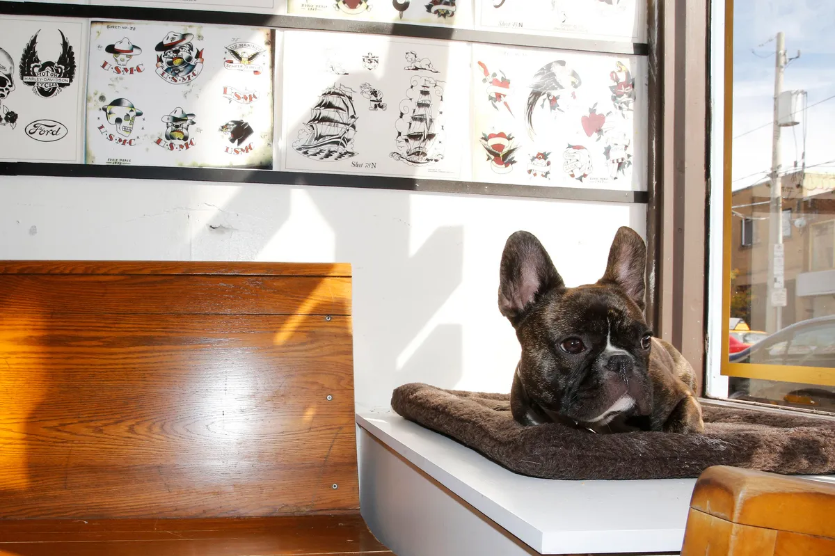 Hamilton a 1 r old French Bulldog sits in the window 