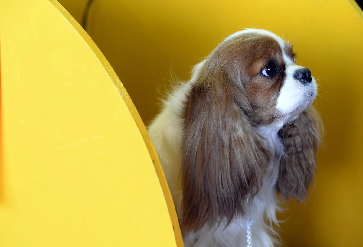 A Cavalier King Charles Spaniel sits in a yellow benching area.