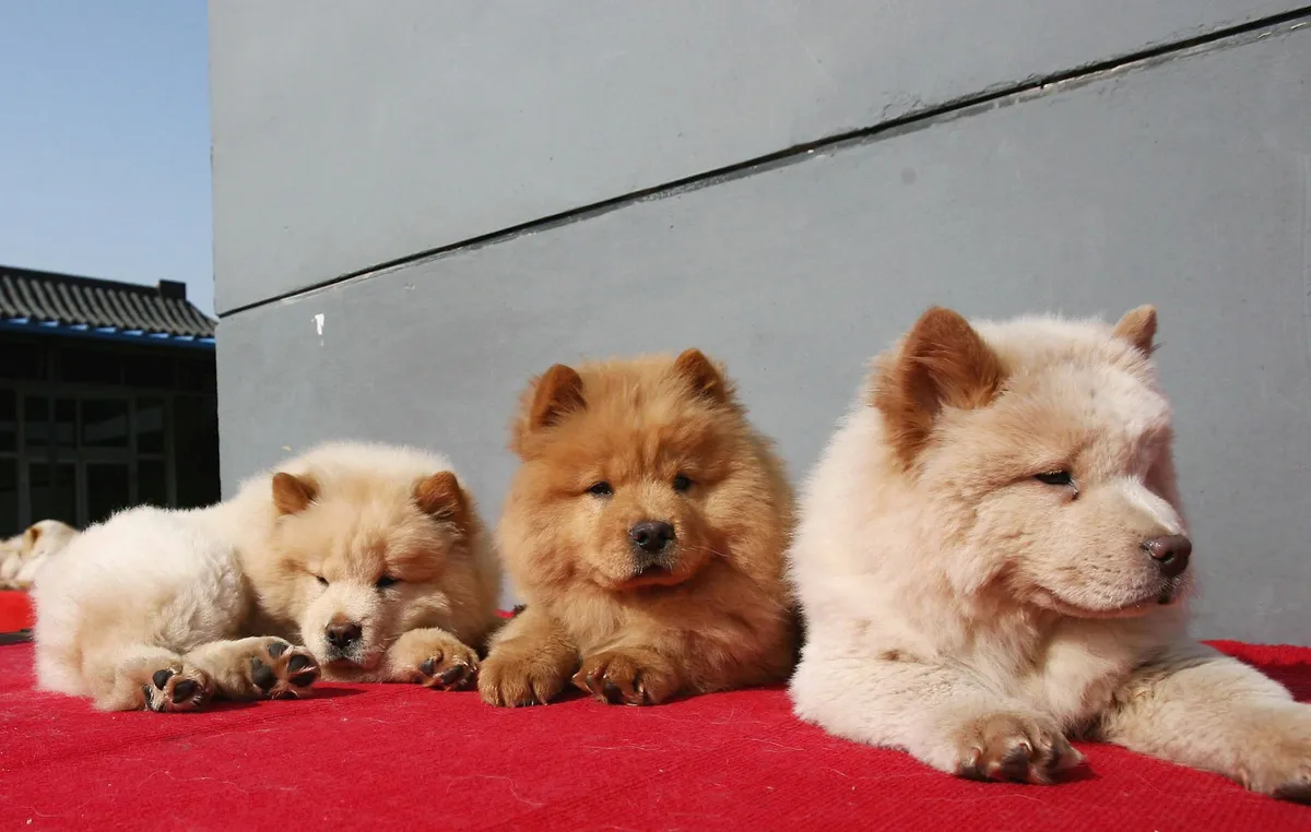 A vendor sells Chow Chow puppies at a pet market.