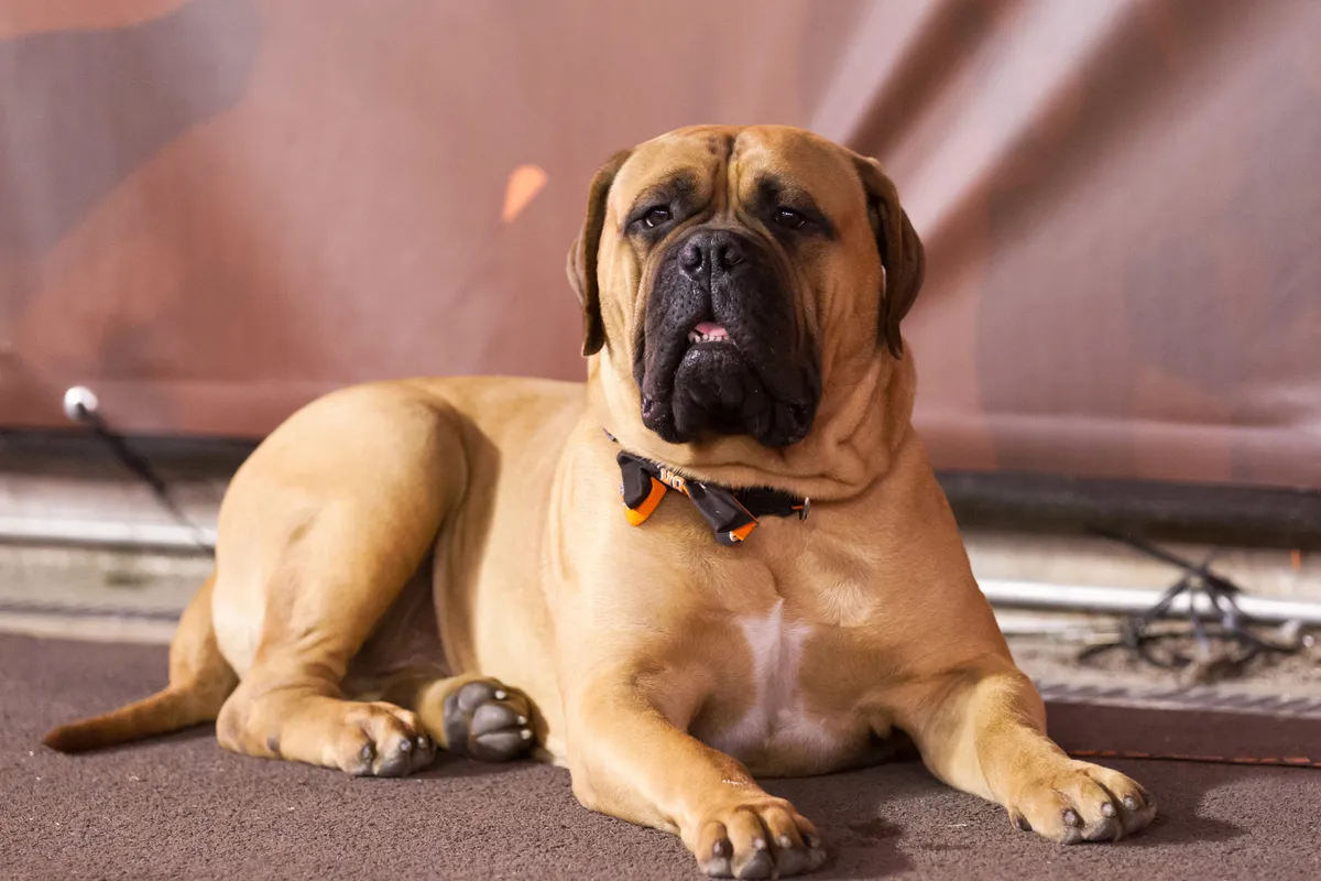 The Cleveland Browns mew mascot, a bullmastiff named Swagger, sits for photography.