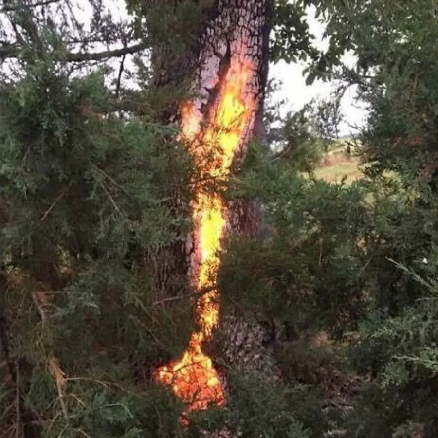 tree after lightening strikes