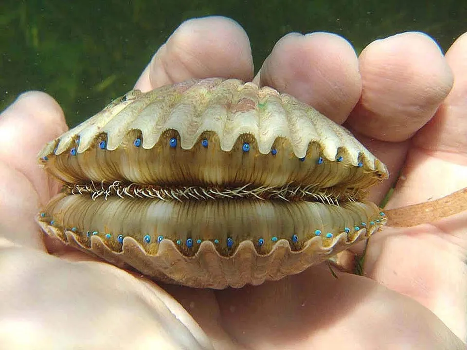 a scallop showing blue eyes and boney teeth