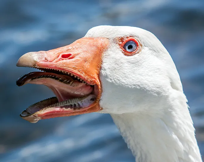 goose with open mouth that shows teeth on sides of tongue