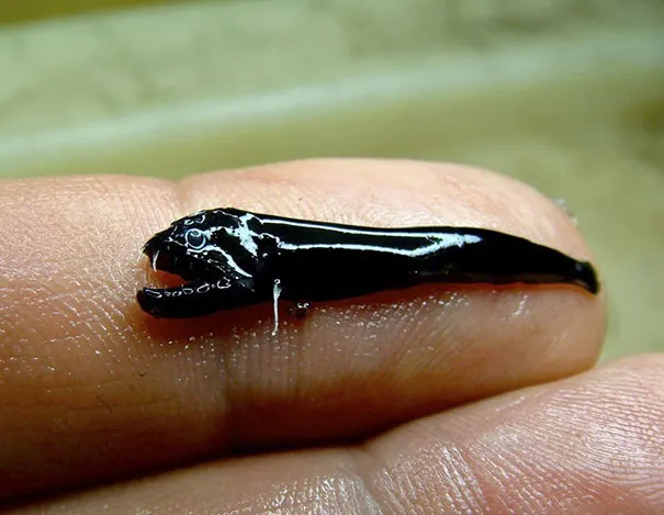 small black fish the size of a fingernail that can survive volcanos