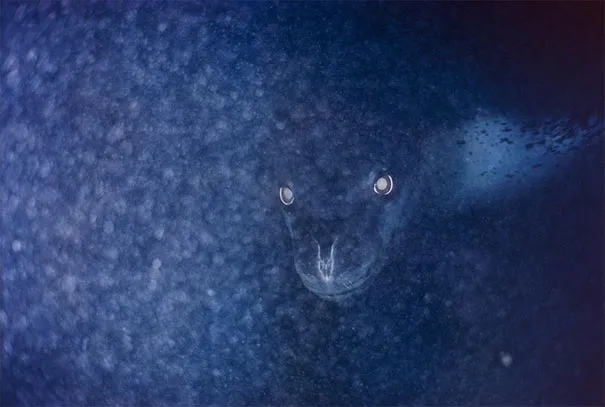 eyes and face of leopard seal seen in dark of ocean