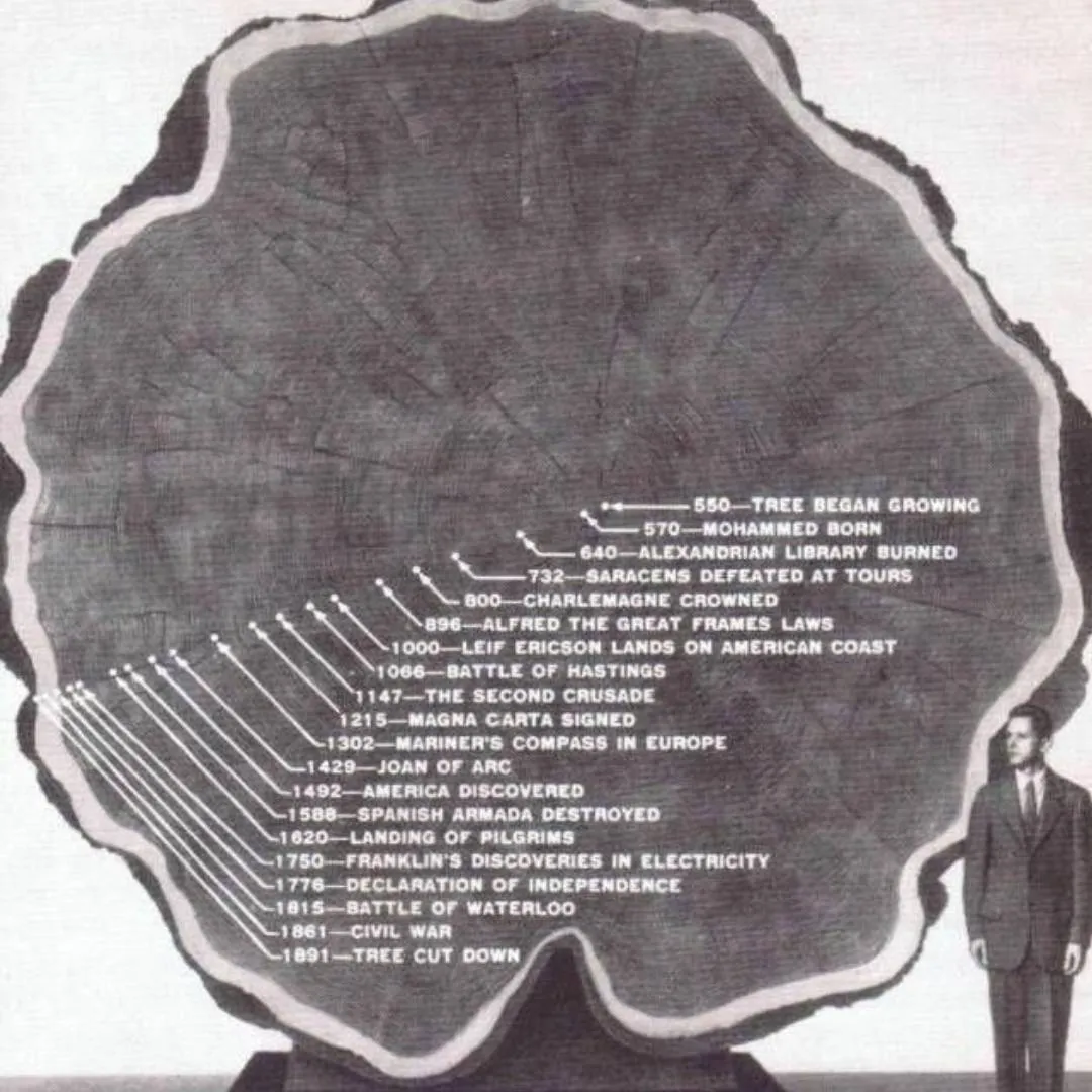 half tree with lines marking dates