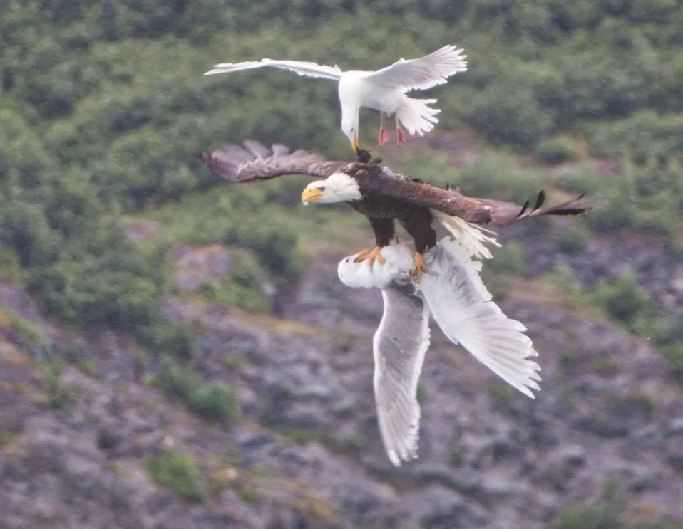 eagle flying with bird in its talons while being attacked by another bird