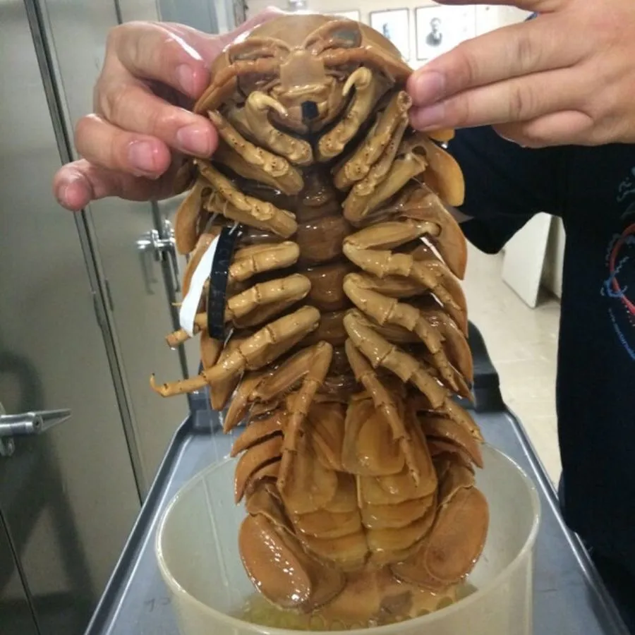 giant isopod being held by lab tech