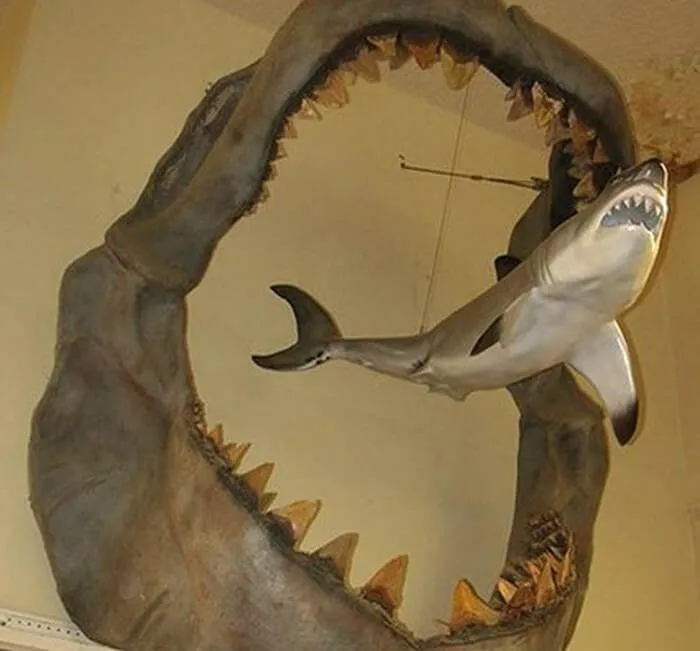 great white shark hung inside the jaws of a megalodon fossil