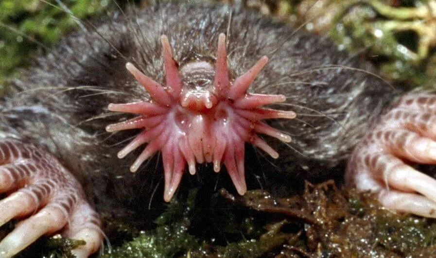 star nosed mole showing nose tentacles