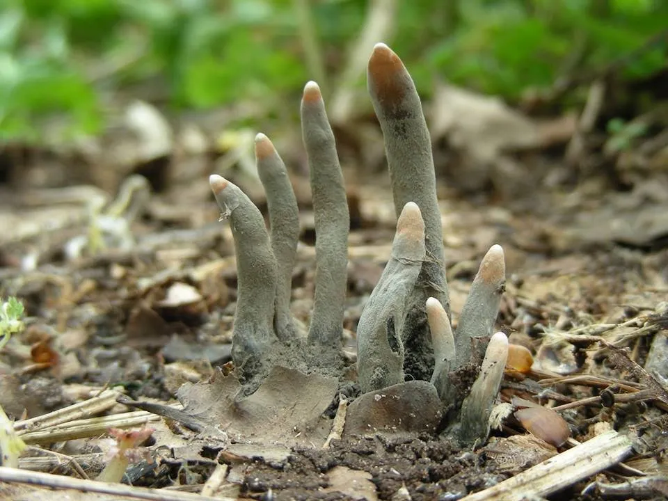 photo of xylaria polymorpha fungus also known as dead man's fingers