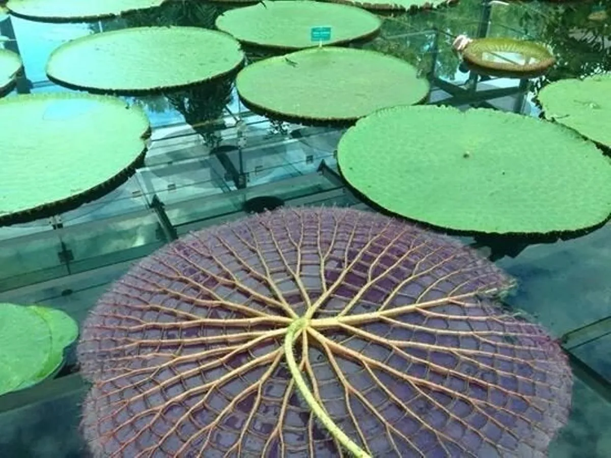 underside of lily pad