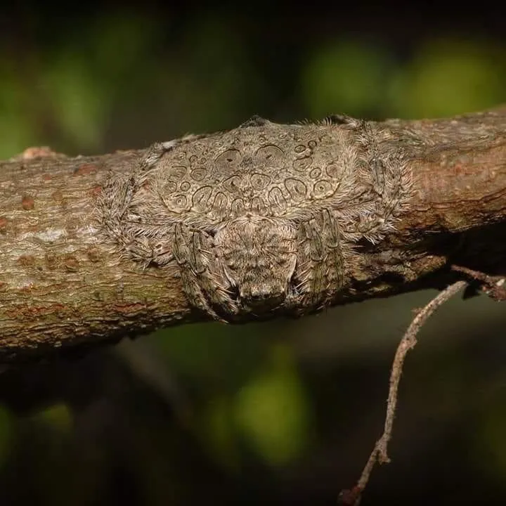 spider camouflaged by wrapping around tree