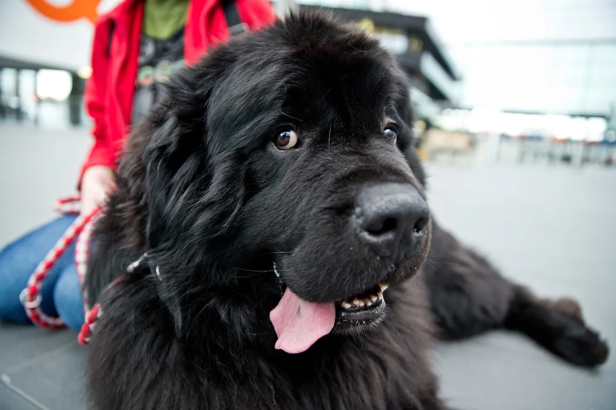 Newfoundland Mambo sits during a press session for the 40th international dog show.