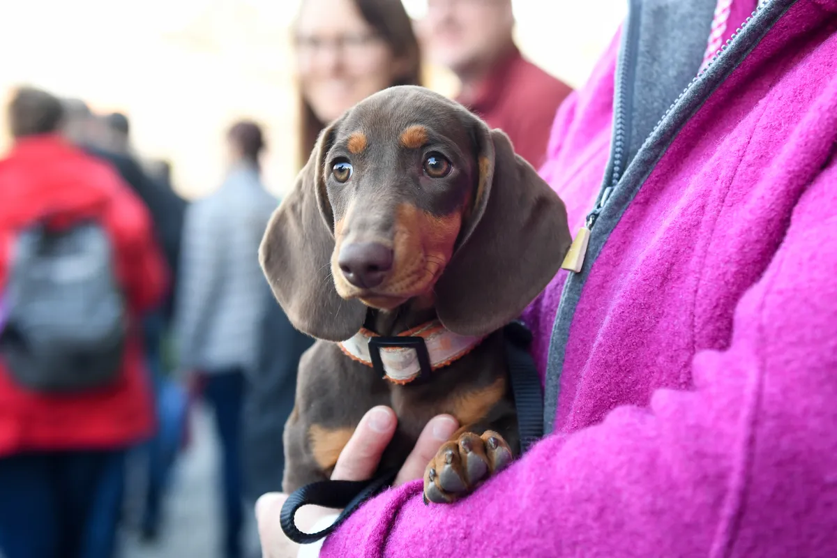A dachshund is held in the hands of his mistress during a dachshund parade.
