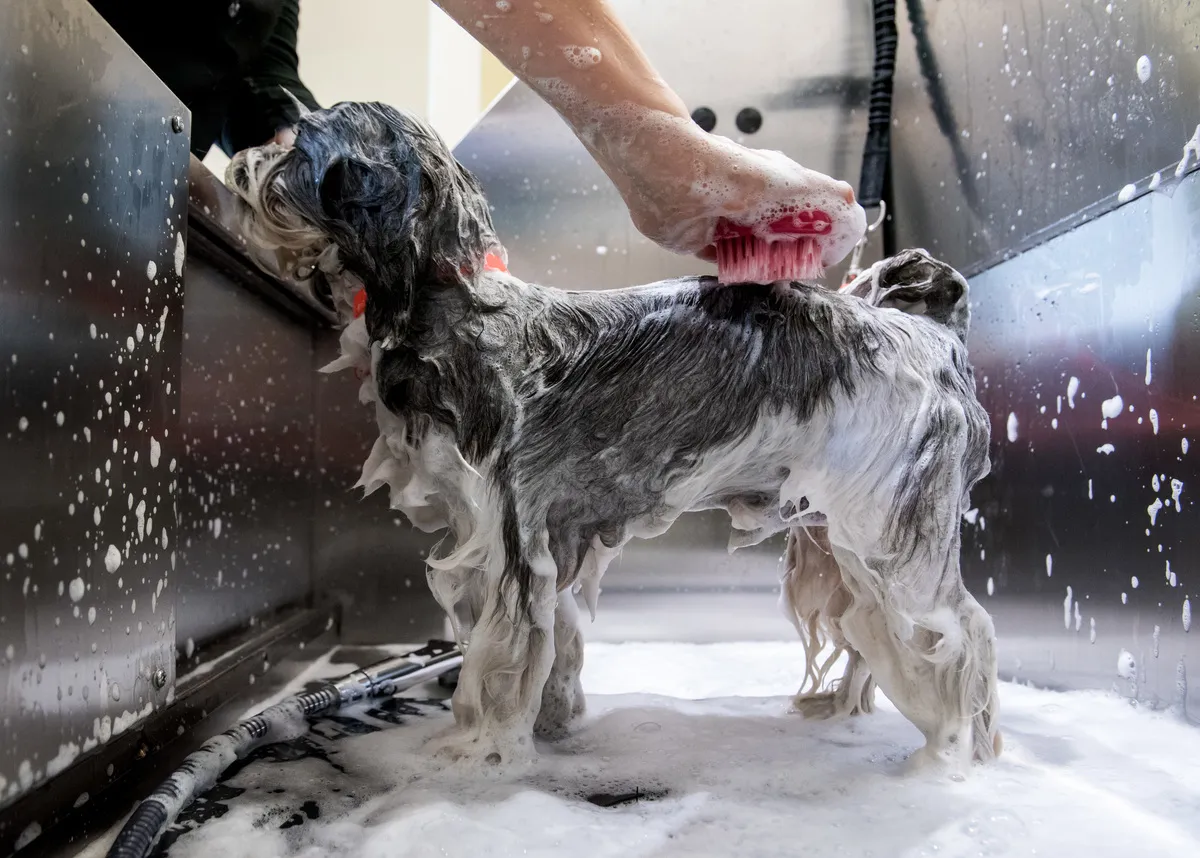 german dog getting a bath at grooomers