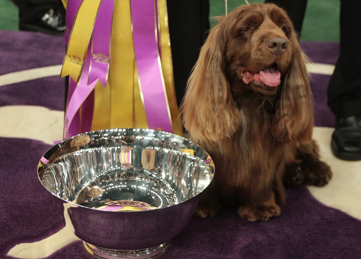 A Sussex Spaniel won the 133rd Annual Westminster Kennel Club Dog Show.