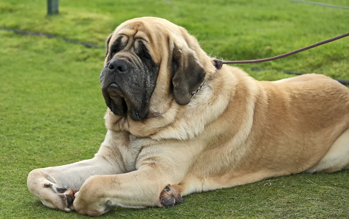 An Old English Mastiff dog watches the golf.