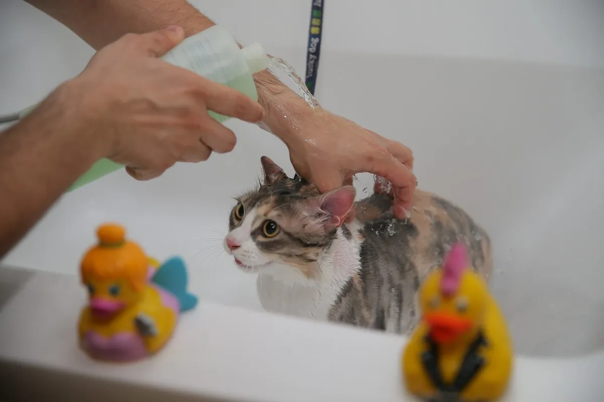 cat named Zilli getting bathed in turkey