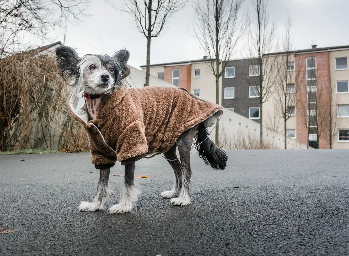 'Wanja', the Chinese Crested Dog, wears a warming brown coat with a cosy collar.