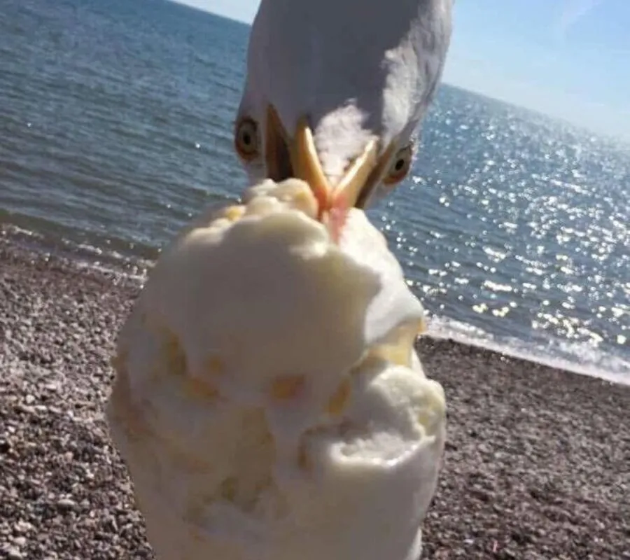 a seagull eating someone's ice cream