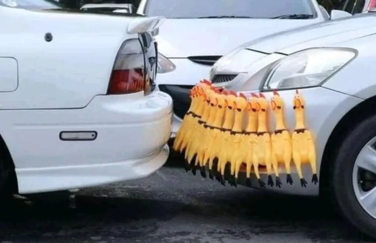 Person Attached string of screaming chicken dolls to front bumper