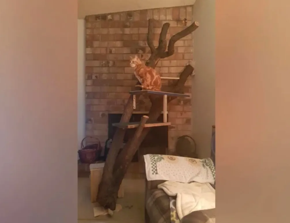 person repurposes cut tree branch as cat tree