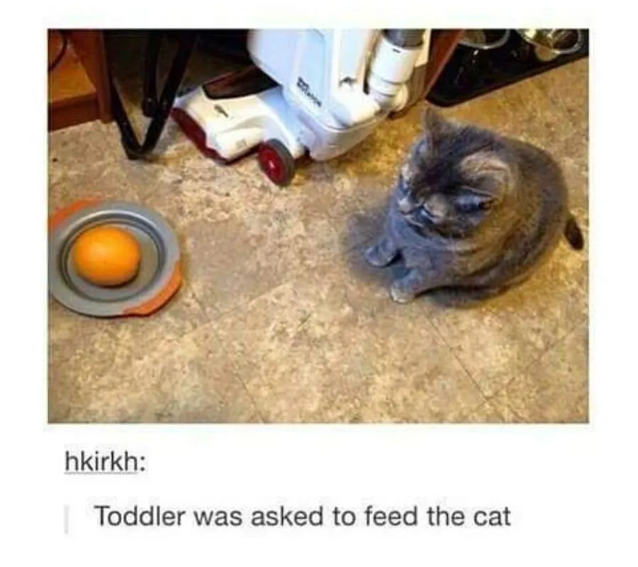 a toddler tried to feed the cat an orange