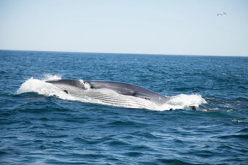 bryde's whale in the ocean