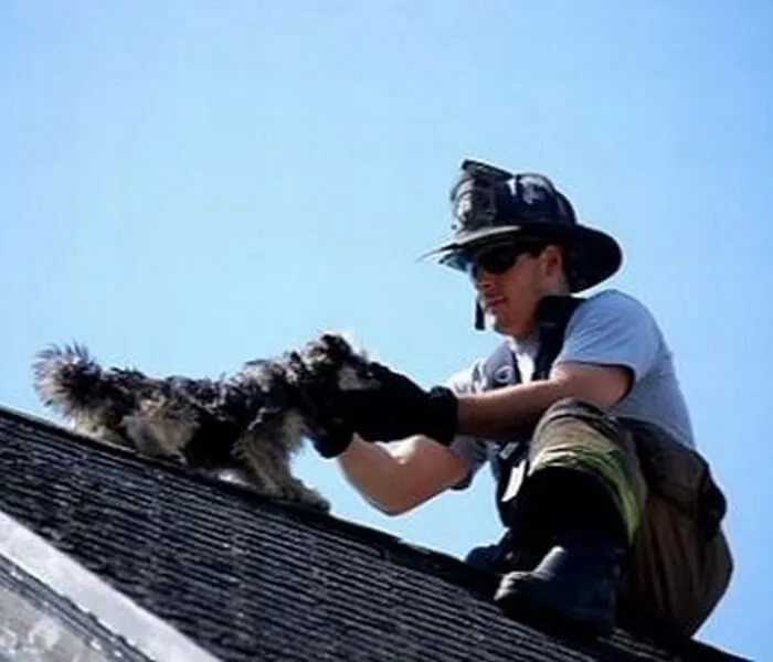 This-Firefighter-Saving-Dog-On-The-Roof-70893-85096