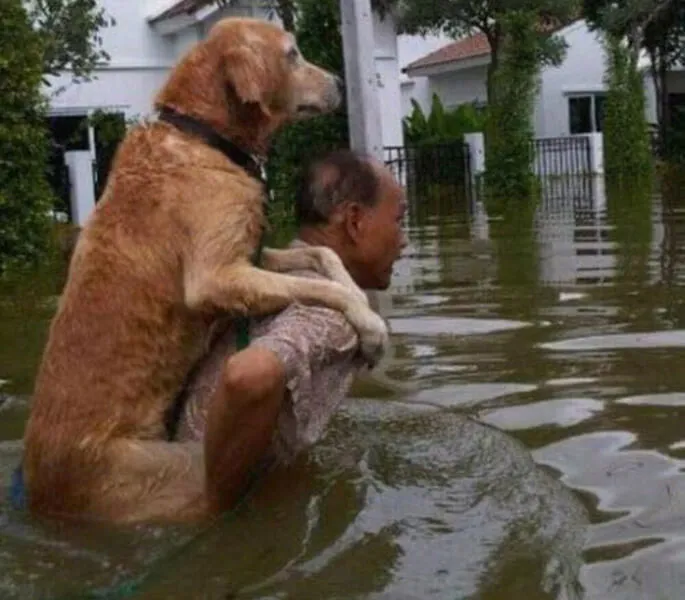 This-Man-Saving-His-Dog-84965-76296