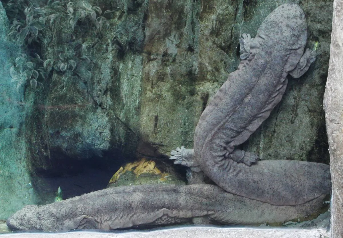 Giant Chinese salamanders are contained in an aquarium.