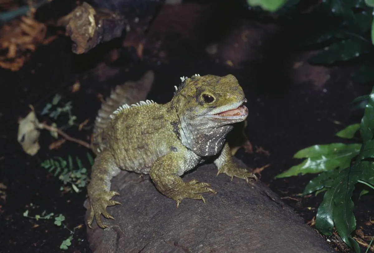The tuatara lizard lives on New Zealand.