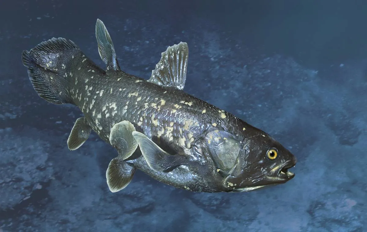 A rare prehistoric fish, the Coelacanth, is seen. 