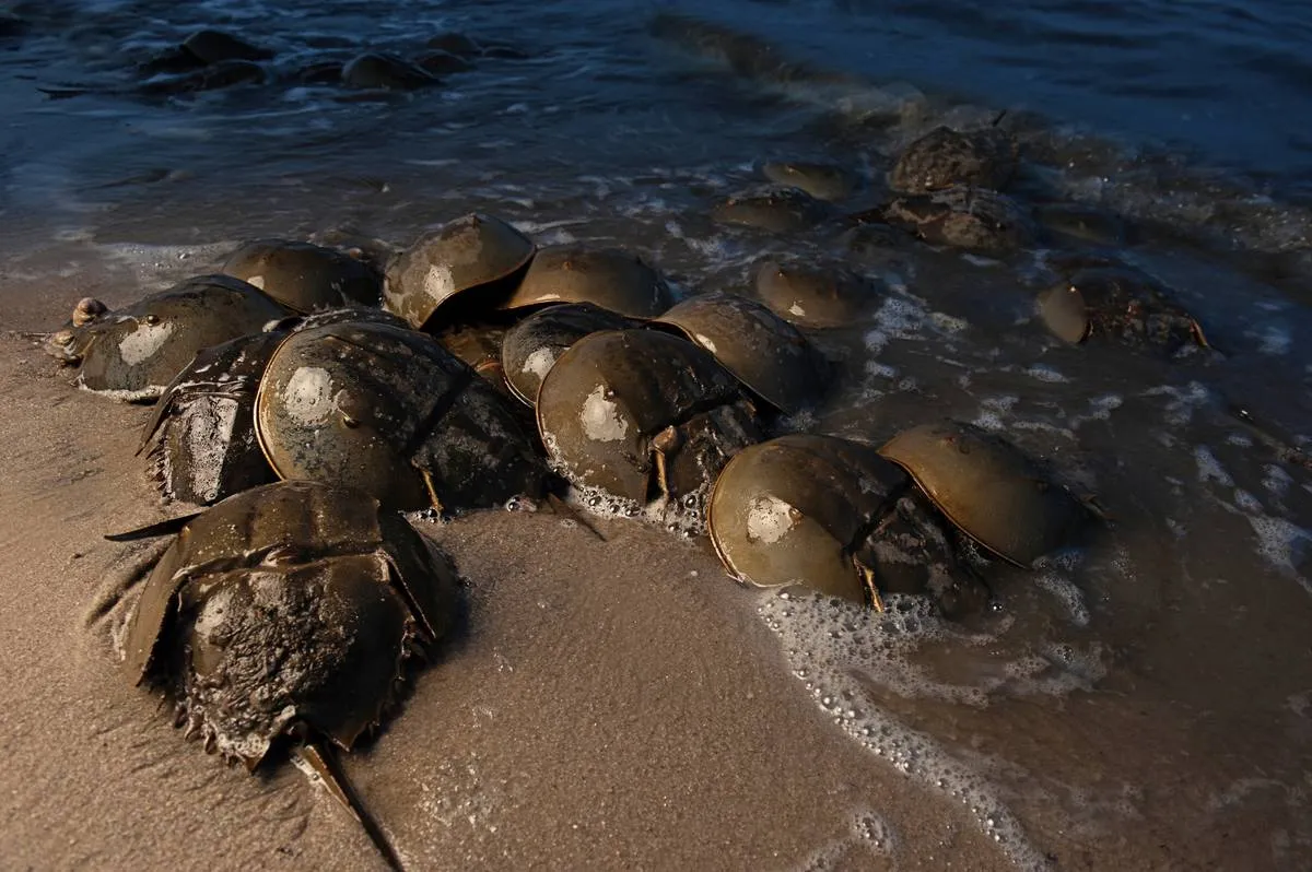 Horseshoe crabs pile up in an ocean.