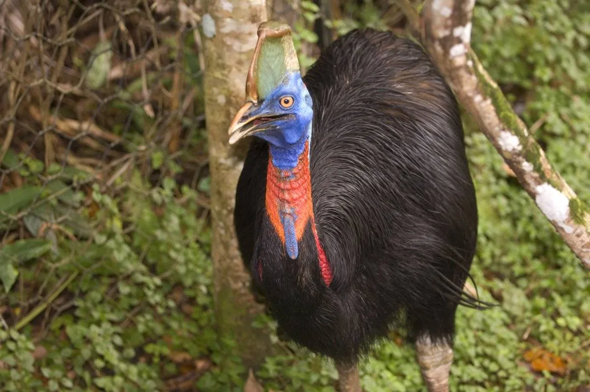 A cassowary bird appears in Papua New Guinea.
