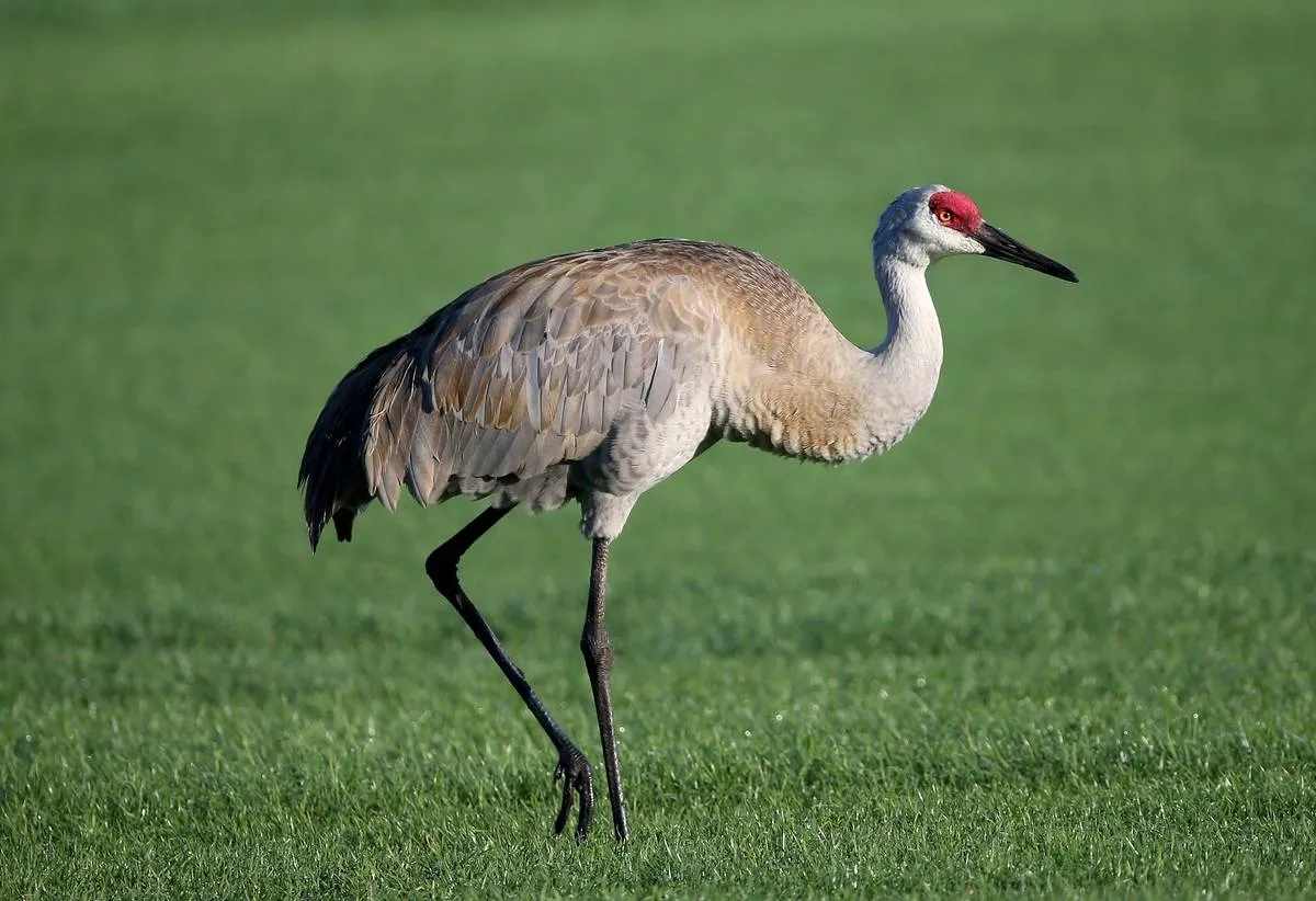 A sandhill crane walks around a national reserve.