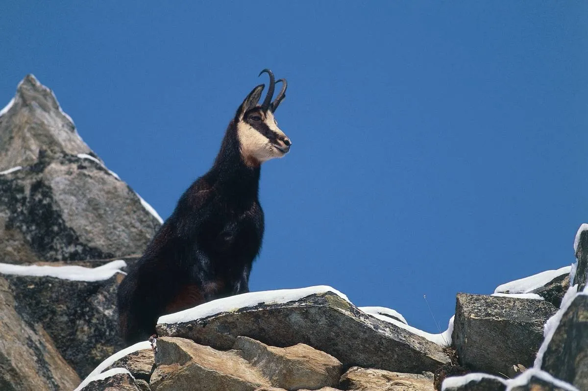 A chamois stands on a mountaintop. 