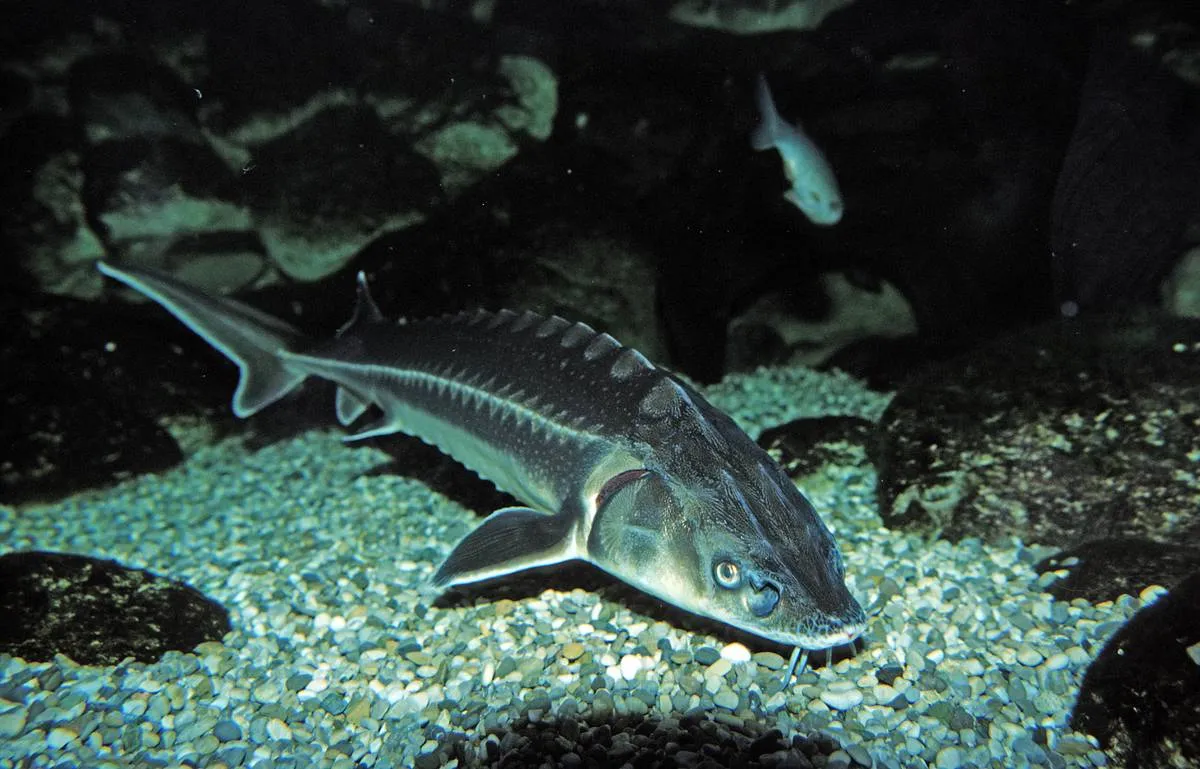 A Russian lake sturgeon fish swims in the Black Sea.