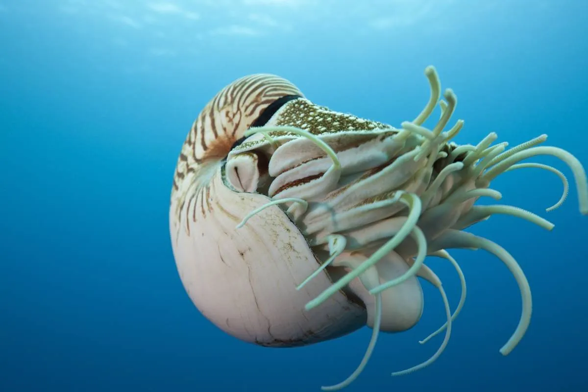 A chambered nautilus swims through the ocean.