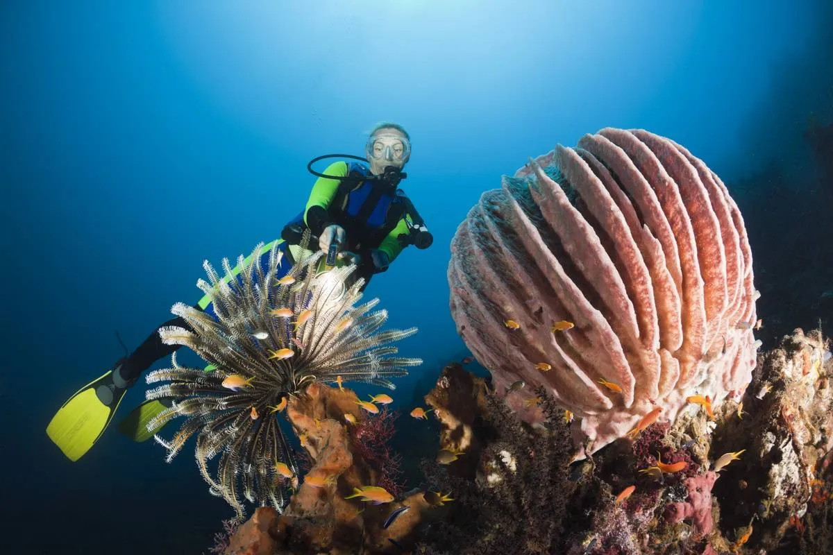 A diver explores sea sponges in Indonesia.