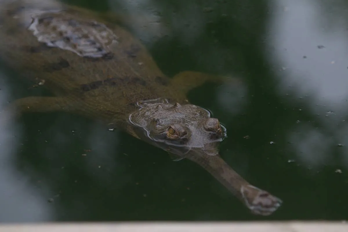 Baby gharial is seen swimming.