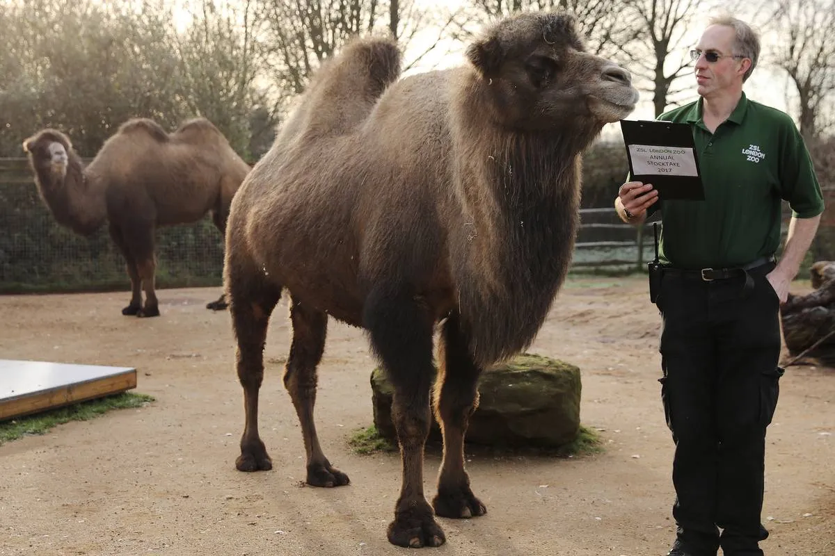 Two bactria camels stand near a zookeeper.