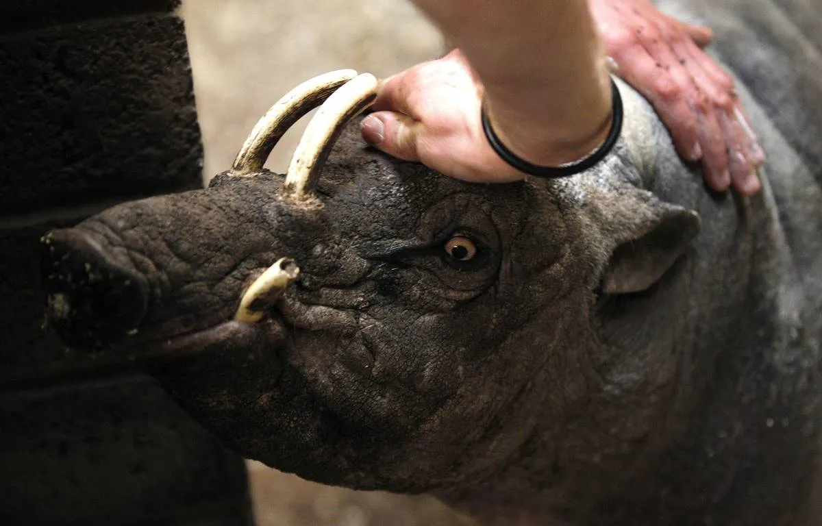 A zoo keeper applies moisturizer to a babirusa pig.