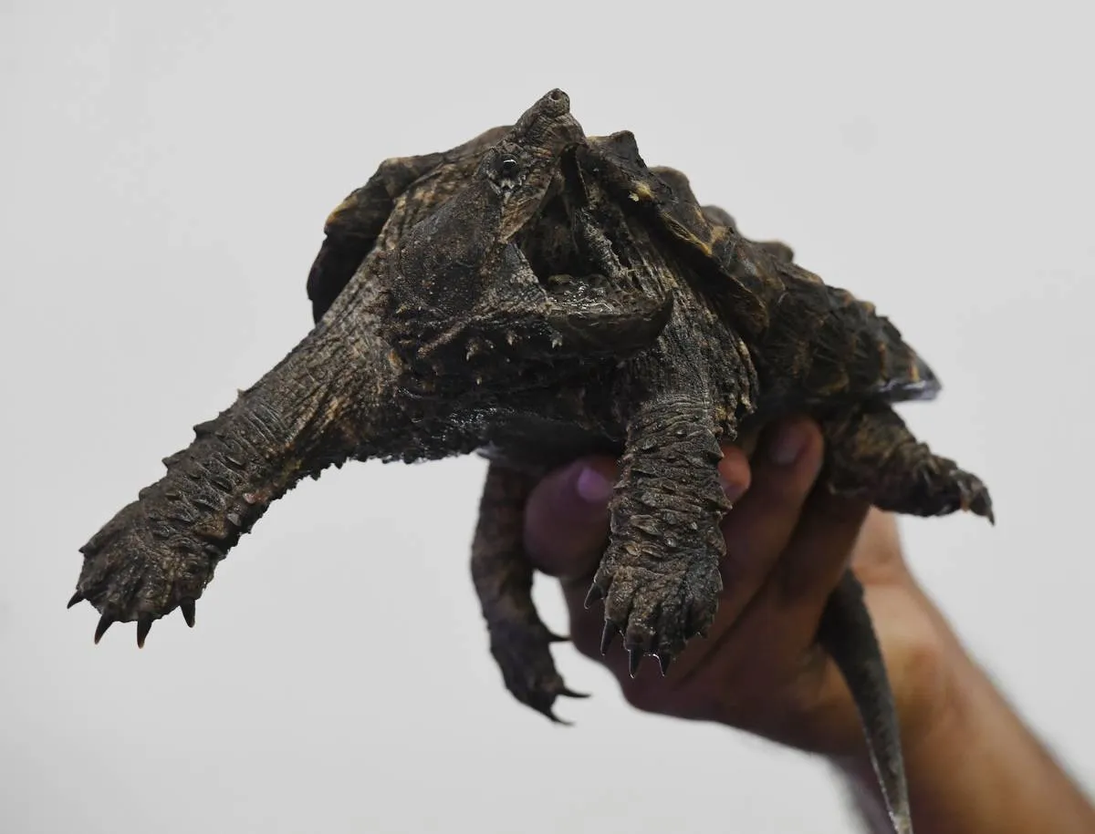 A person holds up an alligator snapping turtle.