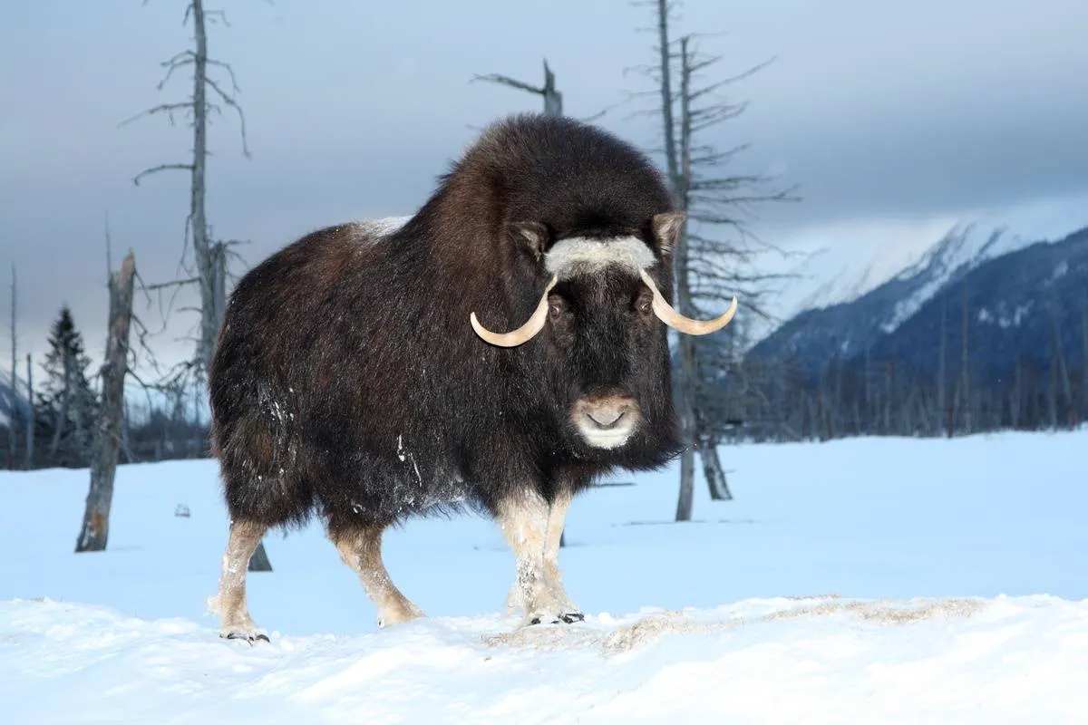 A musk ox wanders through the snowy mountainside of Alaska.
