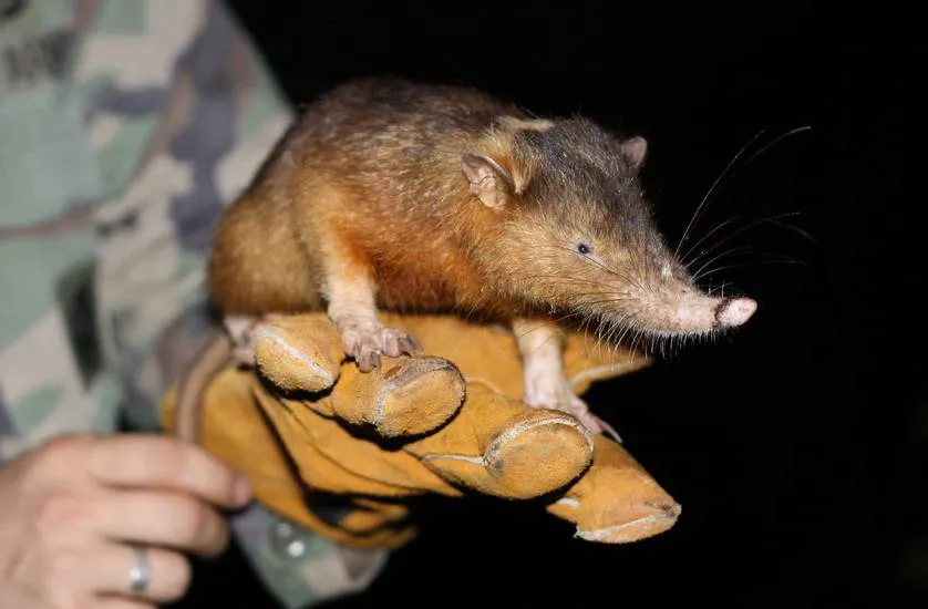 A person holds a Solenodon.